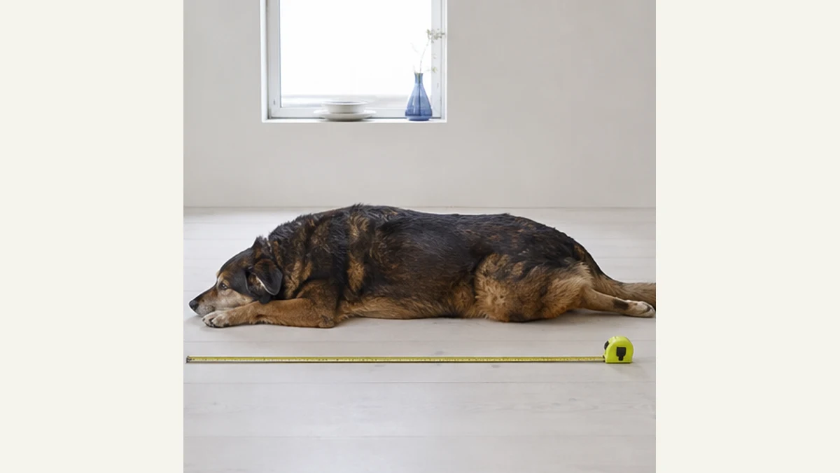 Stor hund utsträckt på golvet bredvid ett måttband